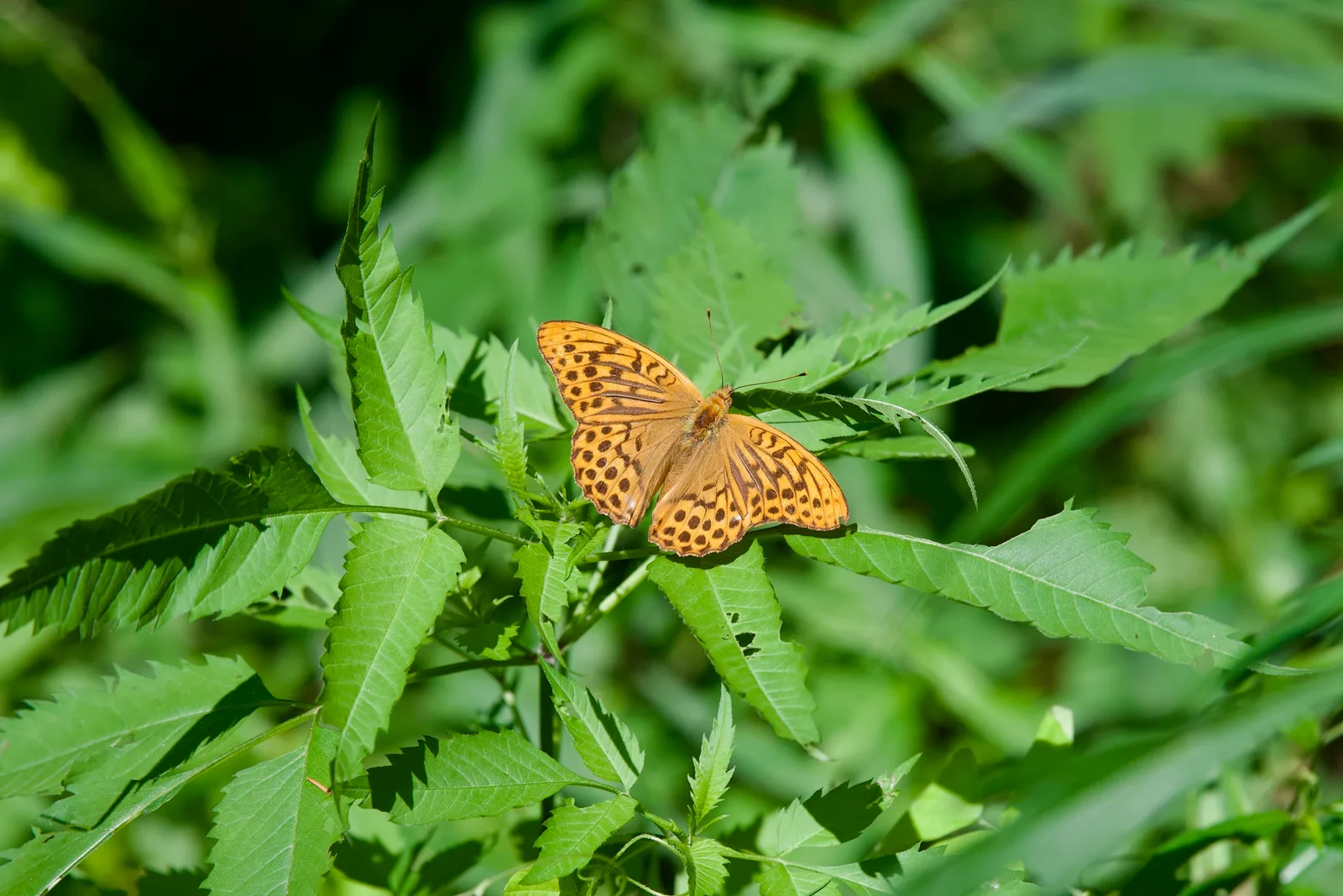 DSC_5243.jpeg